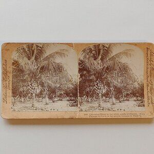 ANTIQUE Stereograph Card Coconut Trees in the White Sands of Florida BEAUTIFUL